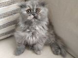 Scottish Fold Uzun Tüylü Kızımız