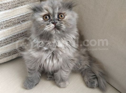 Scottish Fold Uzun Tüylü Kızımız