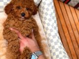Red Toy Poodle Yavrularımız