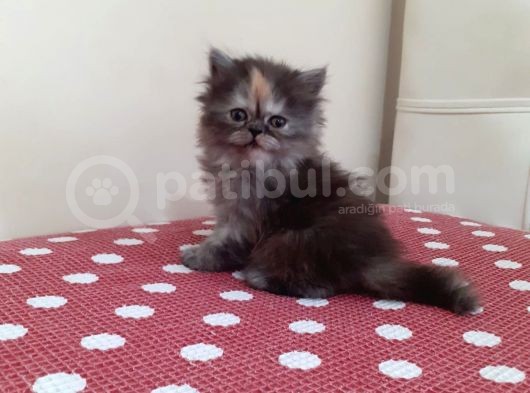 Silver/Gold Chinchilla Yavrularımız görsel