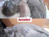 Acil Rezerve Schottish Straingt Ve Schottish Fold Yavrular