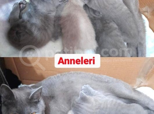 Acil Rezerve Schottish Straingt Ve Schottish Fold Yavrular görsel