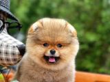 Irk ve Sağlık Garantili Pomeranian Boo Yavrularımız