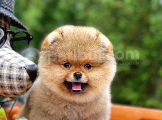 Irk Ve Sağlık Garantili Pomeranian Boo Yavrularımız