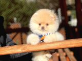 Ayı Surat Pomeranian Boo Yavrularımız