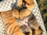 Irk Ve Sağlık Garantili Pomeranian Boo Yavrularımız