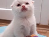 Uyguna Bu Bebeklere Aile Olmak Ister Misiniz