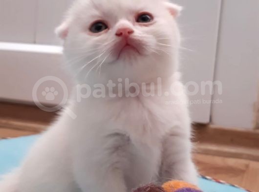 Uyguna Bu Bebeklere Aile Olmak Ister Misiniz