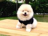 Safkan Pomeranian Boo Yavrularımız
