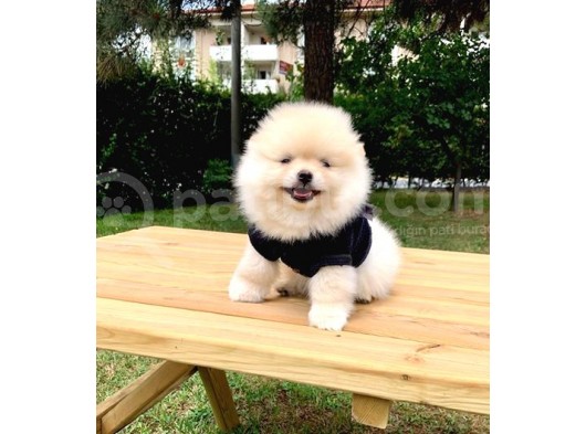 Safkan Pomeranian Boo Yavrularımız görsel