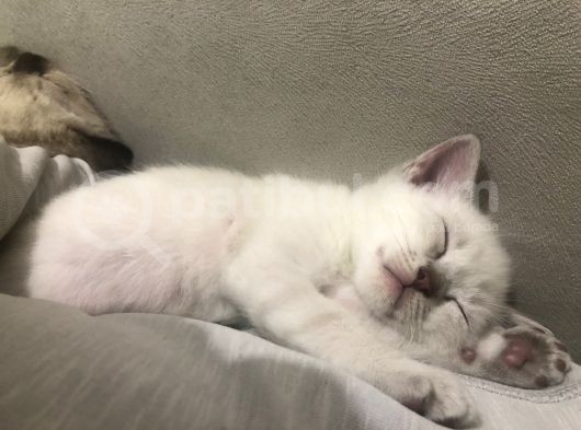 Üç Yakışıklı Kardeşe Yeni Aile görsel