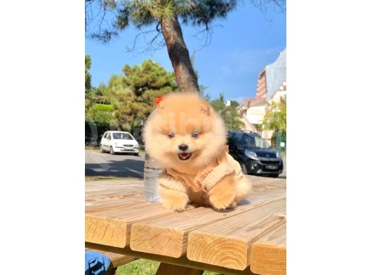 Safkan Pomeranian Boo Yavrularımız görsel