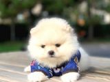 Safkan Pomeranian Boo Yavrularımız