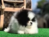 En İyi̇ Görsele Sahi̇p Pomerai̇nan Boo