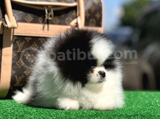 En İyi̇ Görsele Sahi̇p Pomerai̇nan Boo görsel