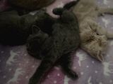 Cins Kedi Sahiplendirme