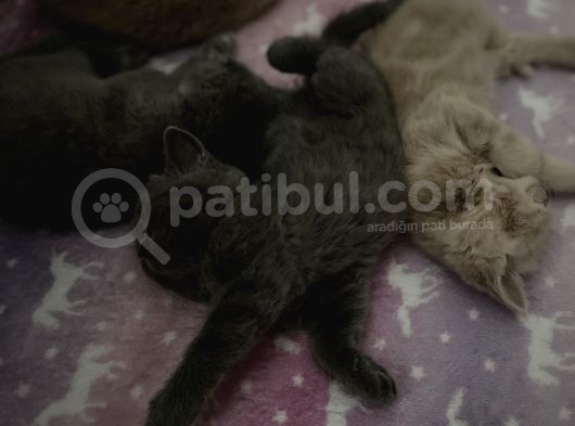 Cins Kedi Sahiplendirme