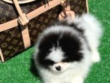 En İyi̇ Görsele Sahi̇p Pomerai̇nan Boo