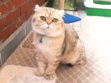 Scottish Fold