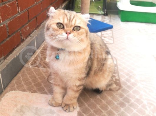 Scottish Fold görsel