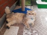 Scottish Fold