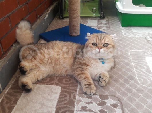 Scottish Fold görsel