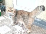 Scottish Fold