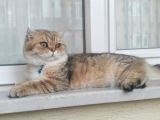 Scottish Fold