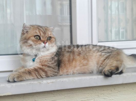 Scottish Fold görsel