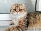 Scottish Fold