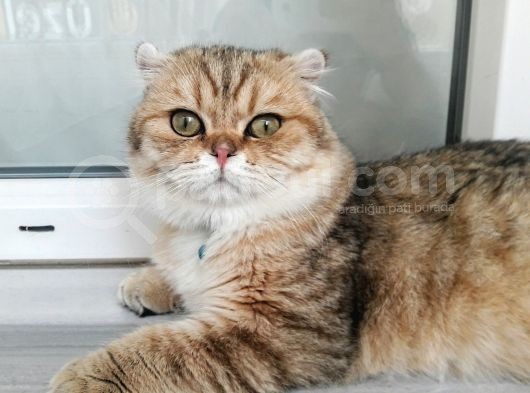 Scottish Fold
