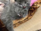 Cins Kedi Sahiplendirme