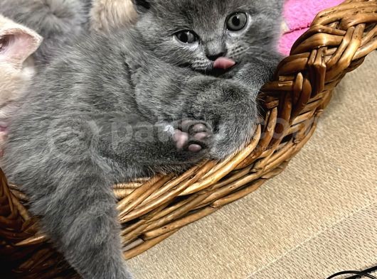 Cins Kedi Sahiplendirme görsel