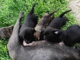 Anne Gri Cane Corso Baba Rodvilder Harika Yavrular