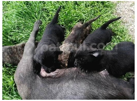 Anne Gri Cane Corso Baba Rodvilder Harika Yavrular görsel