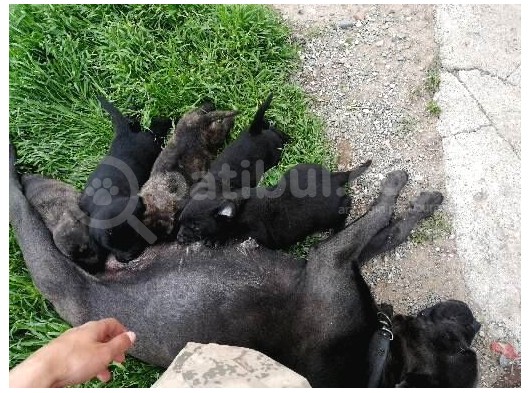 Anne Gri Cane Corso Baba Rodvilder Harika Yavrular görsel