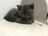 3 Aylık British Shorthair Yavrular