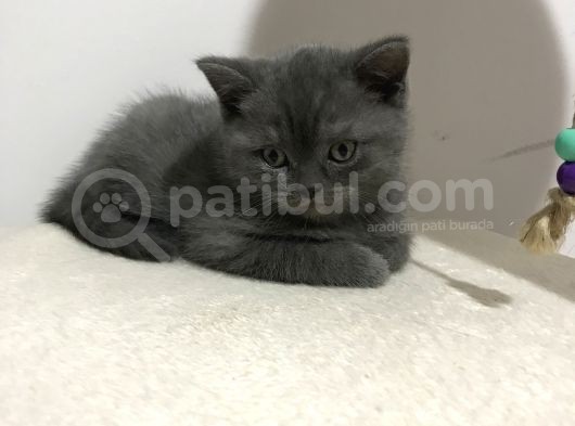 3 Aylık British Shorthair Yavrular görsel