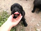Anne Gri Cane Corso Baba Rodvilder Harika Yavrular