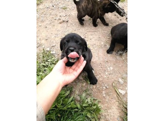 Anne Gri Cane Corso Baba Rodvilder Harika Yavrular