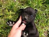 Anne Gri Cane Corso Baba Rodvilder Harika Yavrular