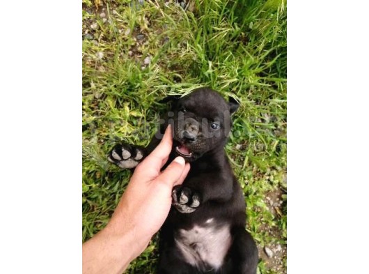 Anne Gri Cane Corso Baba Rodvilder Harika Yavrular görsel