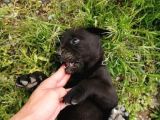 Anne Gri Cane Corso Baba Rodvilder Harika Yavrular