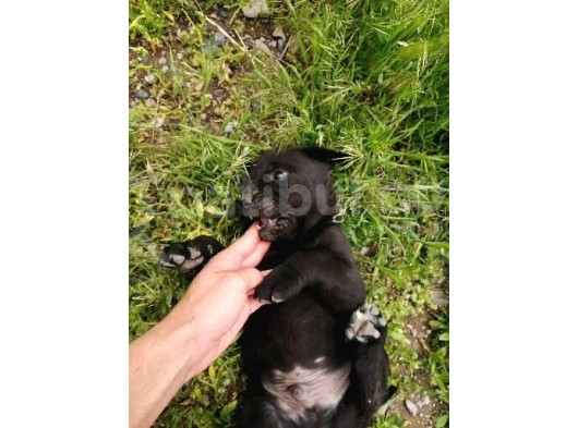 Anne Gri Cane Corso Baba Rodvilder Harika Yavrular görsel