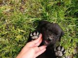 Anne Gri Cane Corso Baba Rodvilder Harika Yavrular
