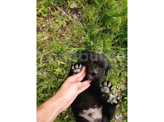 Anne Gri Cane Corso Baba Rodvilder Harika Yavrular görsel