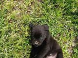 Anne Gri Cane Corso Baba Rodvilder Harika Yavrular