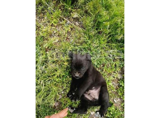 Anne Gri Cane Corso Baba Rodvilder Harika Yavrular görsel