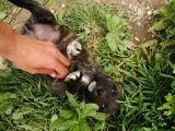 Anne Gri Cane Corso Baba Rodvilder Harika Yavrular