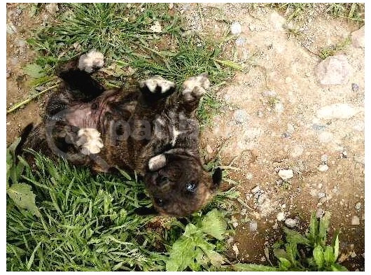 Anne Gri Cane Corso Baba Rodvilder Harika Yavrular görsel